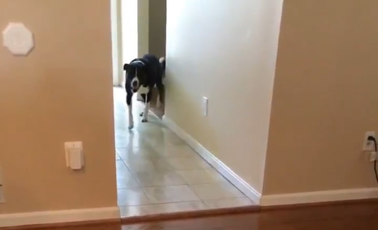 Fetch at the Sitters